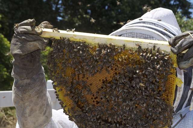 is beekeeping safe