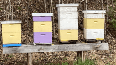how many hives per acre