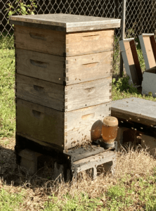 hive-placement