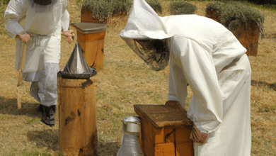 medieval beekeeper