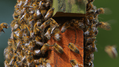 bees festooning outside hive