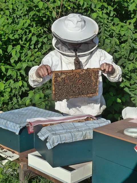 building a beehive