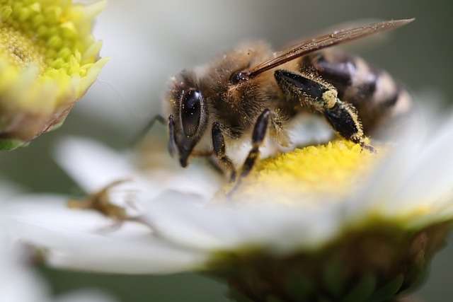 bees can see ultraviolet light