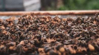 artificial bee swarm
