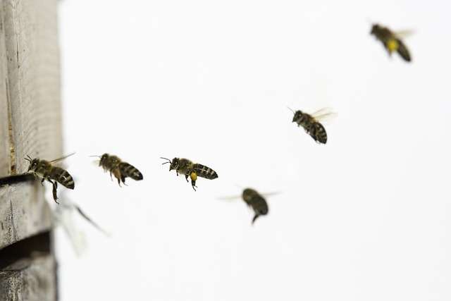 bee flight path