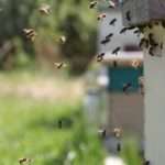 bee flight pattern