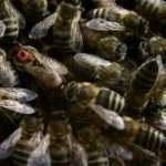 queen bee mating flight