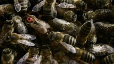 queen bee mating flight