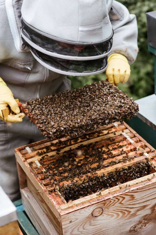 checkerboarding a beehive