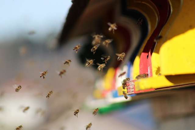 honey bee flight path