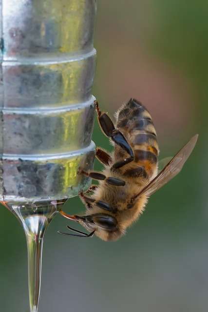 honey bee diet facts