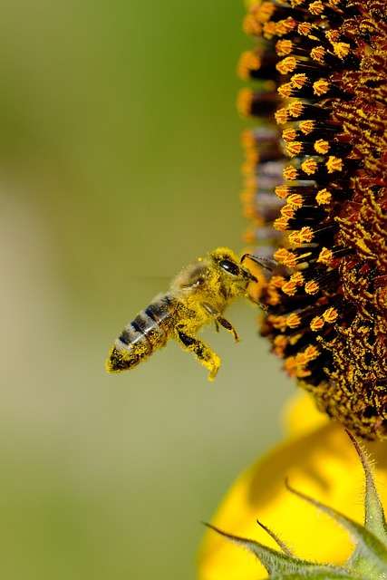 bees impact on agriculture