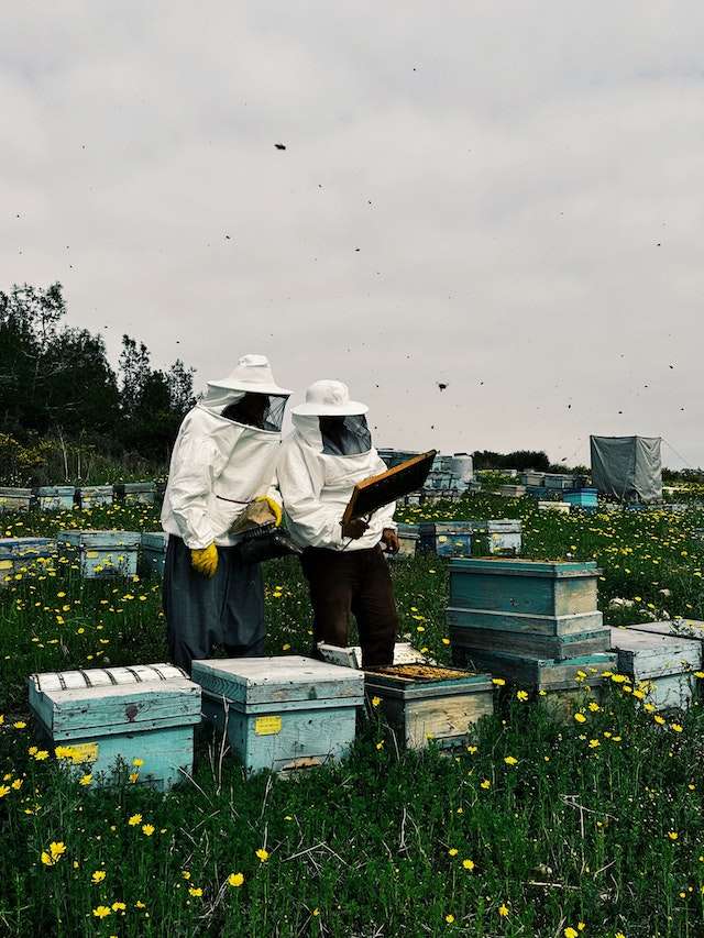 organic agriculture beekeeping
