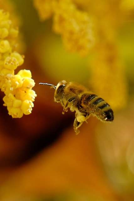 Bees with their intricate behaviors and incredible physiology