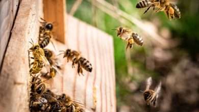what is a dearth in beekeeping