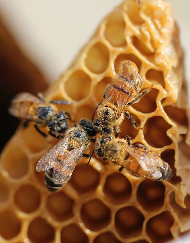 dearth honey bees