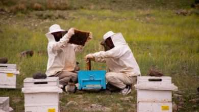 killer bees make honey