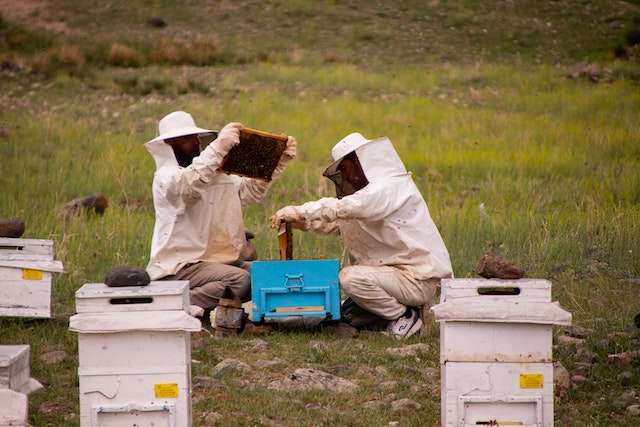 killer bees make honey