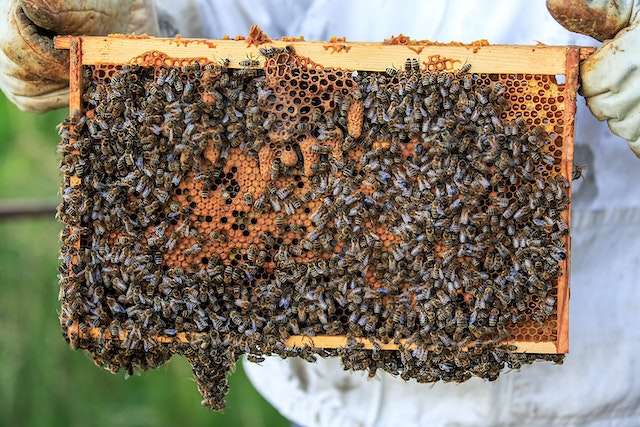killer honey bees
