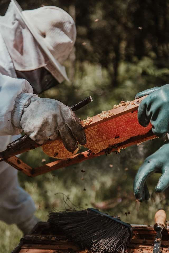 natural beekeeping practices