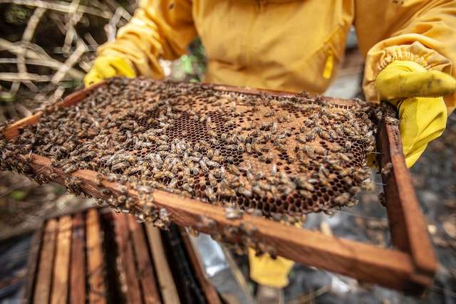 natural beekeeping