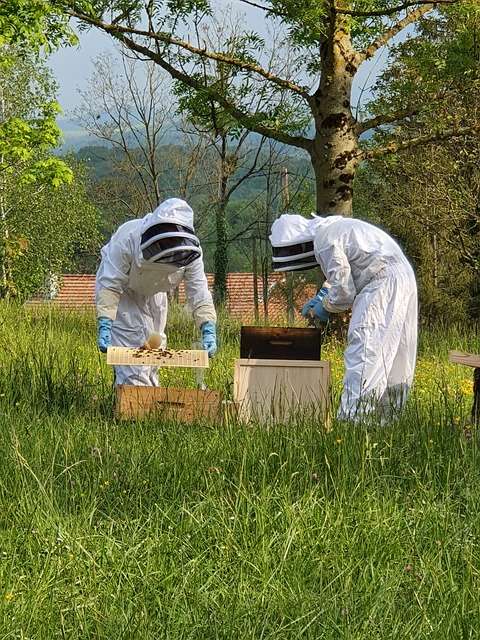 honey harvesting process