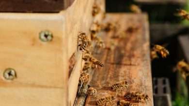 Beekeeping Insurance