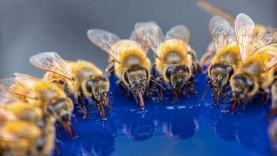 bee hive feeder top