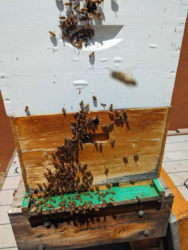 do drone bees leave the hive