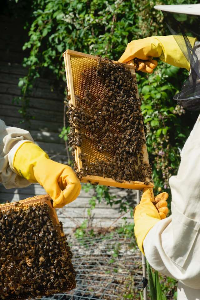 drone frame beekeeping