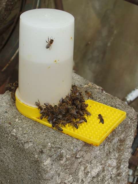 bee top feeder