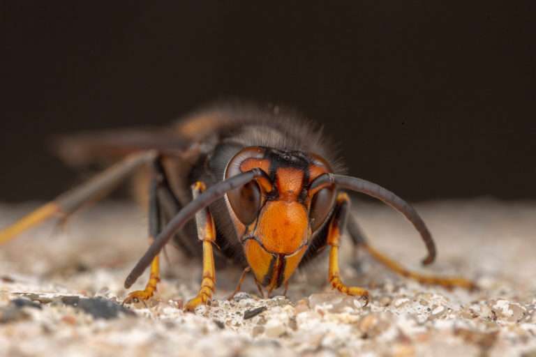 asian giant hornet