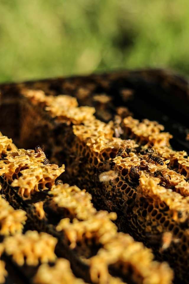 honeybee mandibles