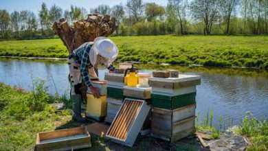 beekeeper Slovakia