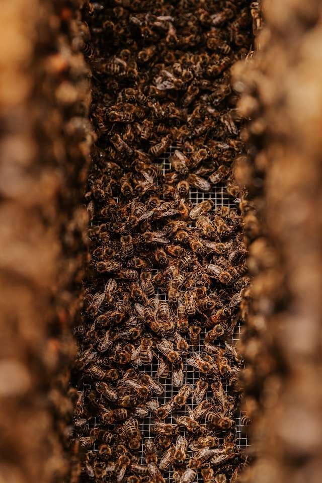 bee colony clustering