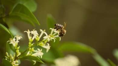 wildflower honey health benefits