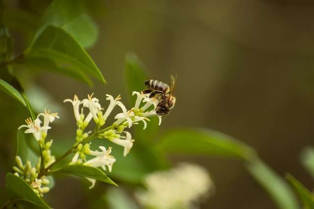wildflower honey health benefits