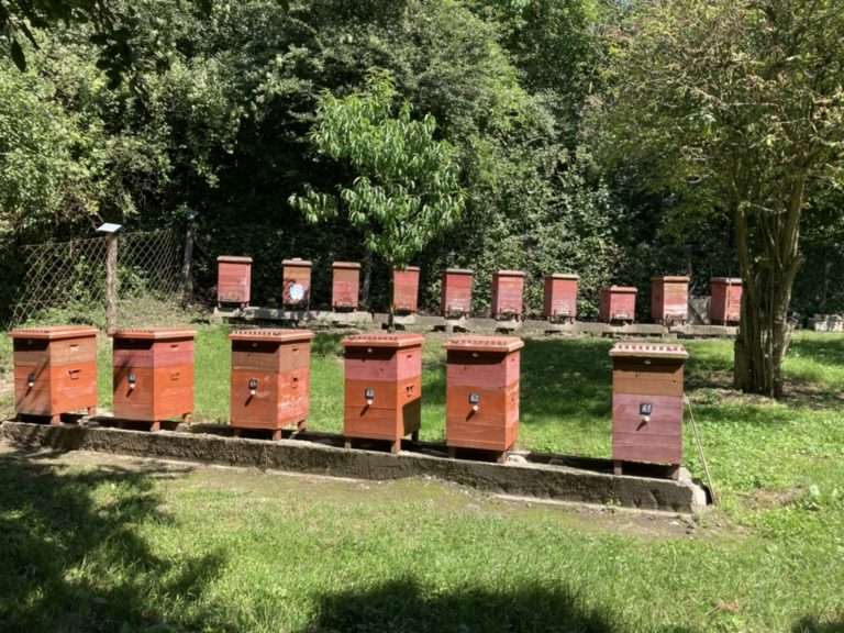 beekeeping advice