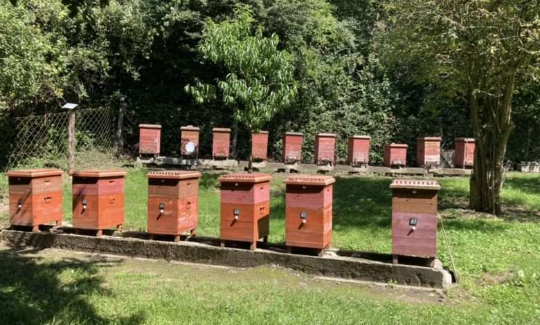 beekeeping advice