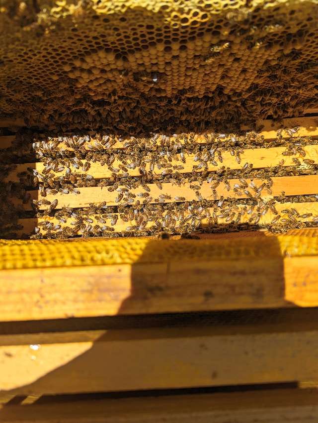 carniolan honey bees vs italian