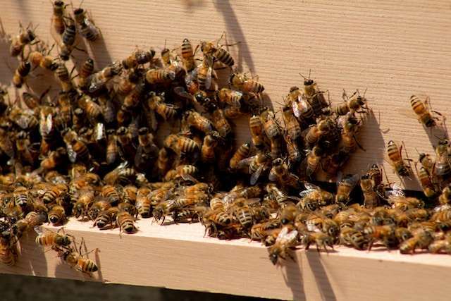 carniolan honey bees vs Italian