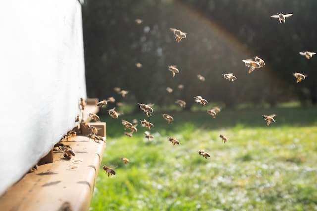 beekeeping in florida