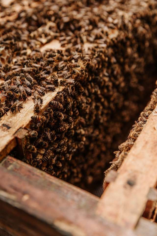 florida beekeeping suppliers