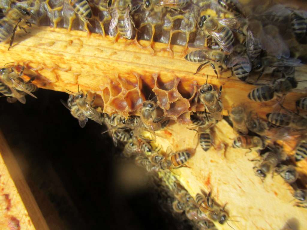 honeybees burr comb