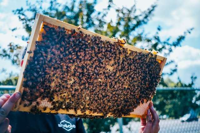 winter feeding honey bees