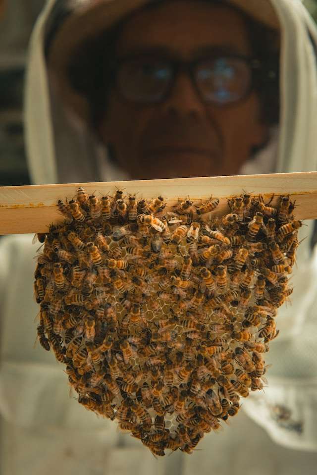 feeding bees pollen
