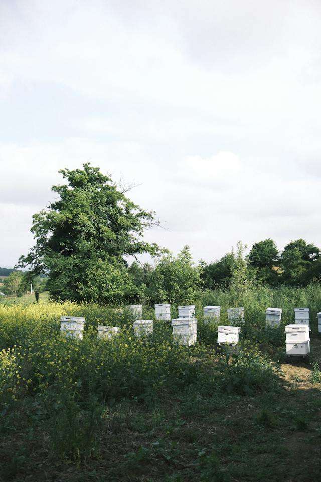beekeeping annual calendar