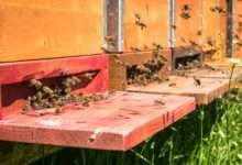 bee hive configuration