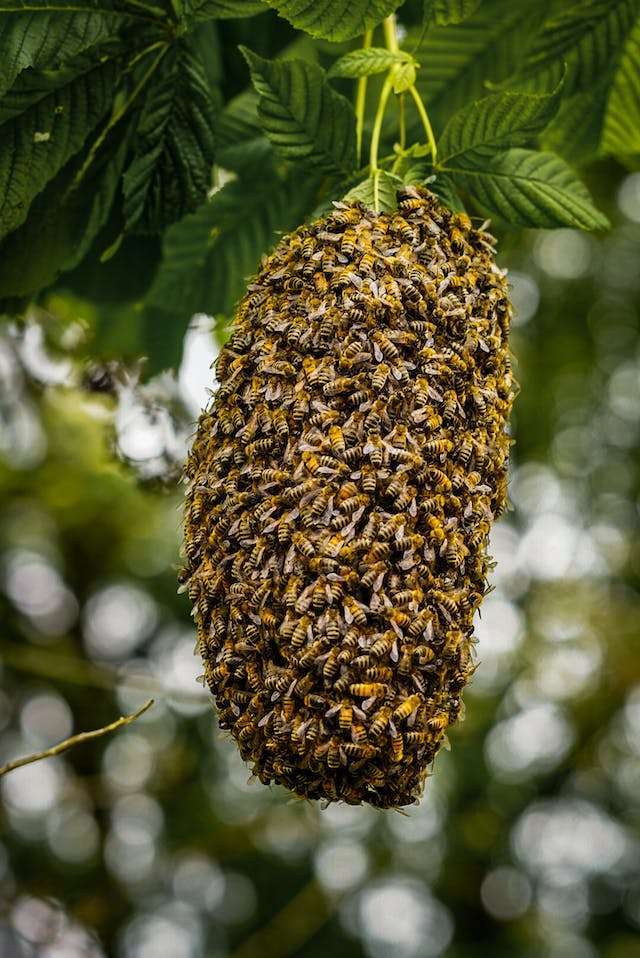buy live bees near me