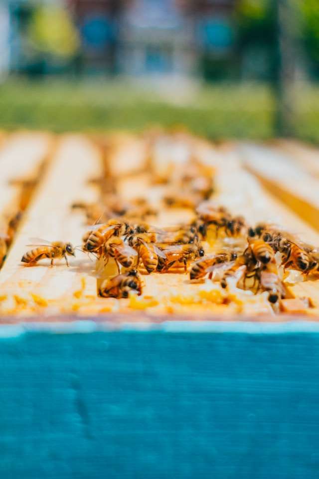 Beekeeping in Siberia
